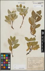 Foto von Salix hastata L.